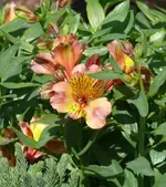 P1060616_534_600.webp