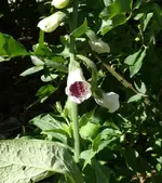 P1060620_533_600.webp
