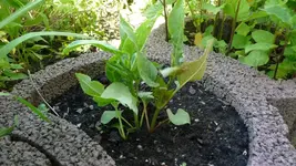 K800_P1020486.webp