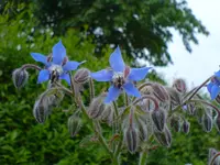 Blüten 2007 (99).webp