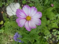 Cosmea rosa weiss.webp