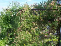 100_1820.webp