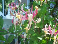 100_1821.webp