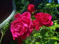 100_1822.webp