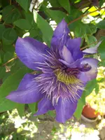 100_1825.webp