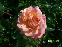 100_1829.webp