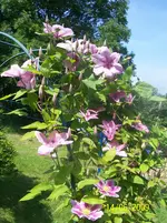 100_1830.webp 100_1830.webp