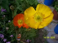 100_1831.webp 100_1831.webp