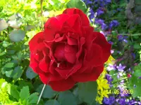 100_1835.webp