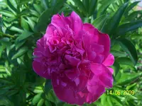 100_1836.webp