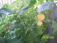 100_1838.webp 100_1838.webp