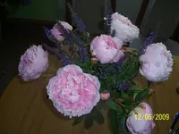 100_1819.webp 100_1819.webp