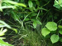 R0010971.webp