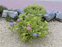 2 farbige Hortensie.webp