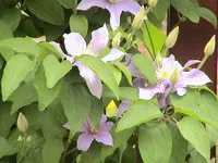Clematis.webp