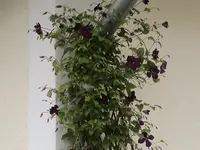 Clematis vorne.webp