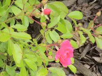 DSC03820.webp