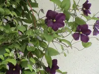 DSC03825.webp