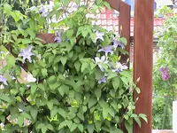 DSC03827.webp