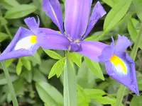 Iris.webp