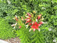 Lilie.webp