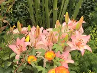 Lilie 1.webp