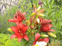 Lilie m.25 Knospen.webp