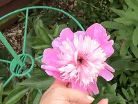 Pfingstrose.webp