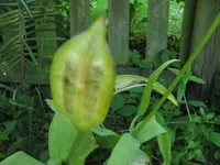Blume 1.1.webp