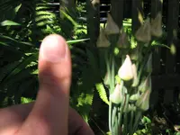 Blume 2.2.webp