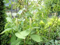 Stammbaum vdk 025.webp