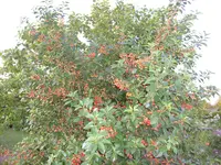 14.Juni 2009 (16).webp