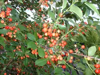 14.Juni 2009 (17).webp