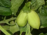 Buschtomaten-Zwilling.webp