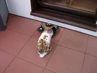 Hier stehen die Schuhe.webp