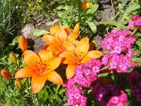 SA500194.webp