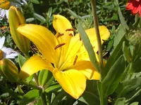 SA500199.webp