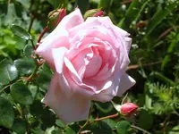 SA500204.webp