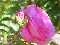 SA500210.webp