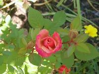 SA500216.webp