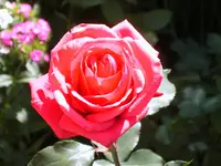 SA500225.webp