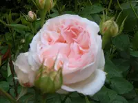 SA500236.webp