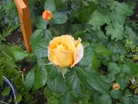SA500240.webp