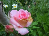 SA500242.webp