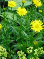 Garten + Selma 002.webp