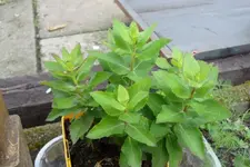 Malerrose 057.webp