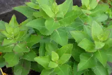 Malerrose 058.webp