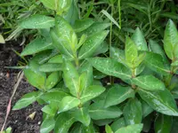 Malerrose 055.webp