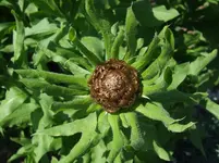 dscf3254.webp