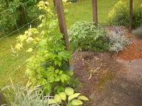 Garten Juni5 001.webp